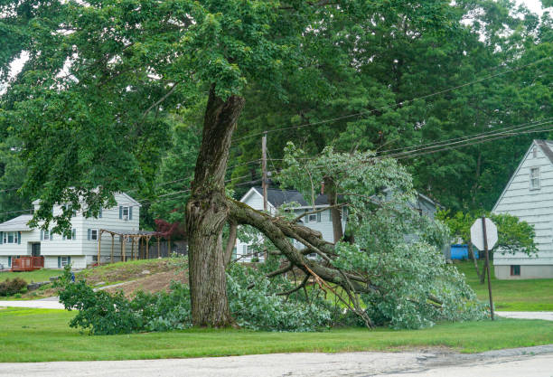 Greenacres, CA  Tree Services Company